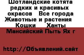 Шотландские котята редких и красивых  окрасов - Все города Животные и растения » Кошки   . Ханты-Мансийский,Пыть-Ях г.